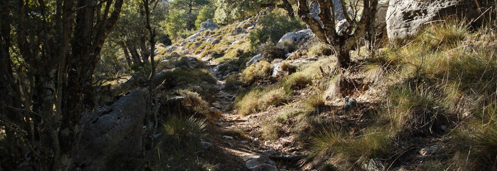 sendero entre árboles