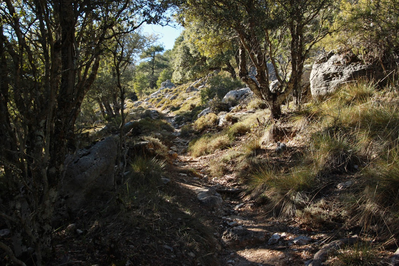 sendero entre árboles