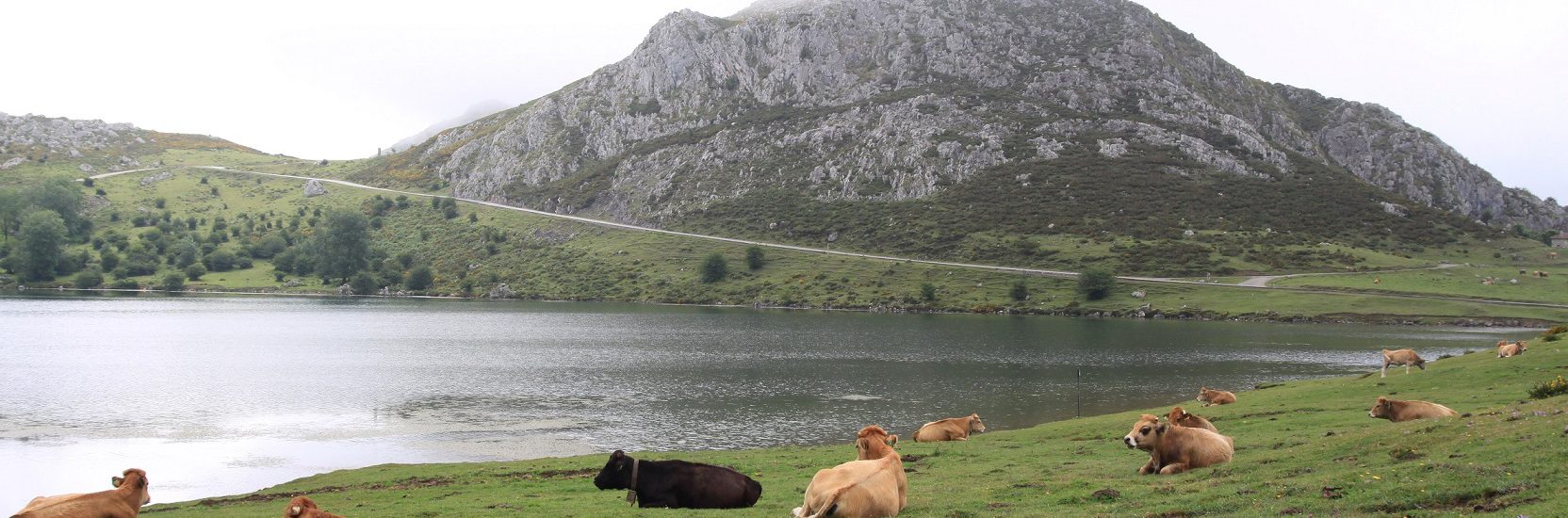 vacas descansando en lagos de covadonga