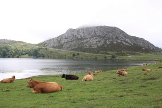 vacas descansando en lagos de covadonga