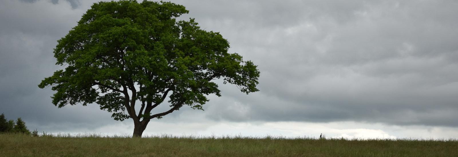 árbol solitario