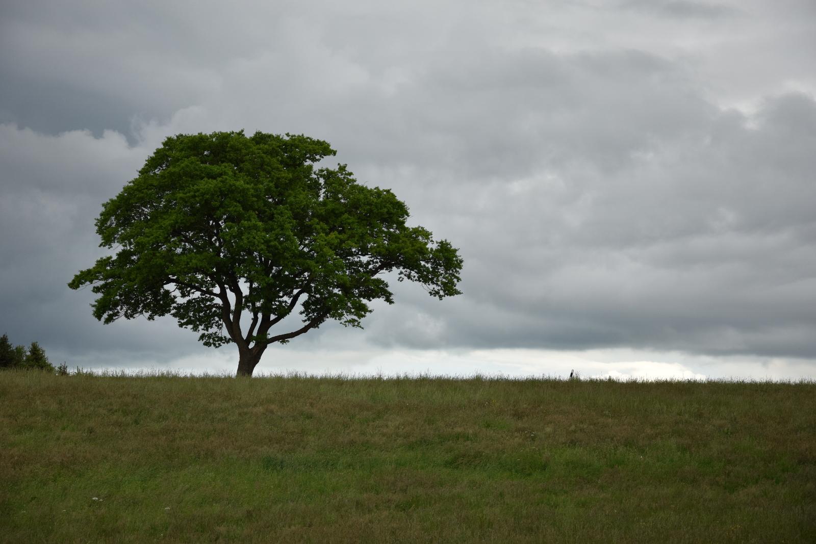 árbol solitario