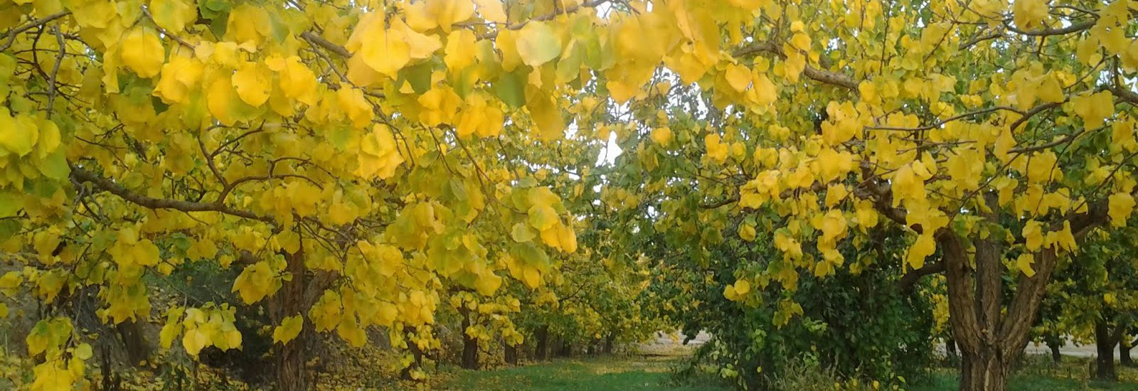 Bosque de hoja caduca