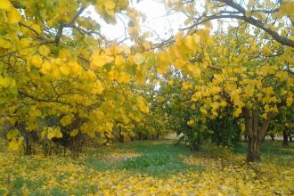 Bosque de hoja caduca