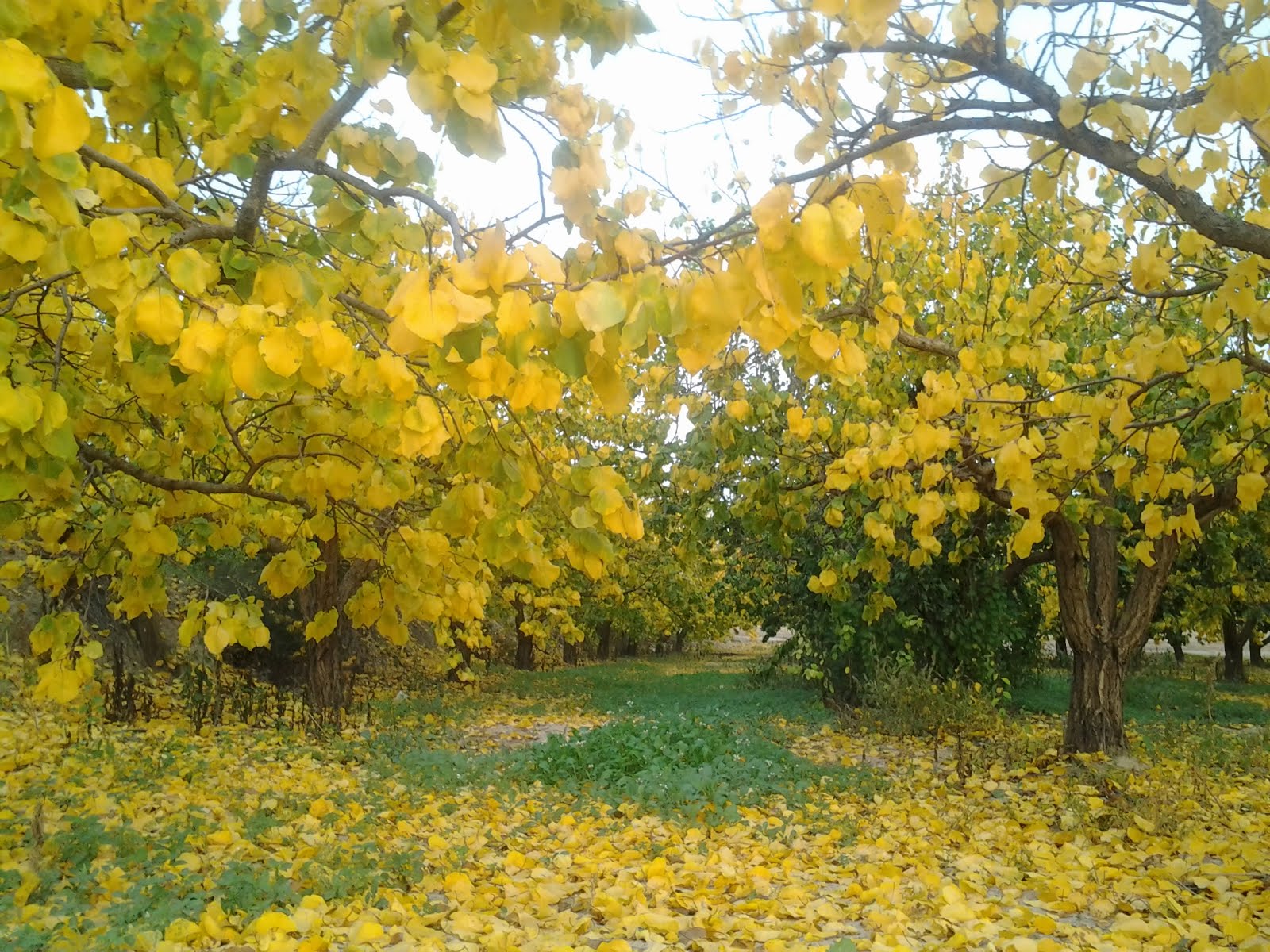 Bosque de hoja caduca