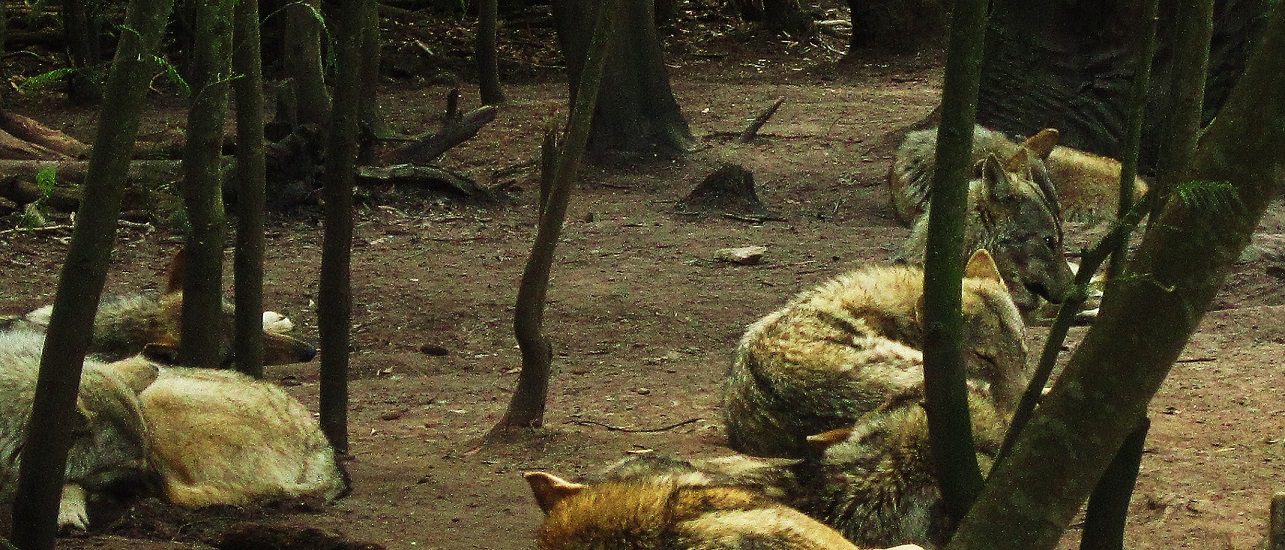 Lobos descansando en un bosque