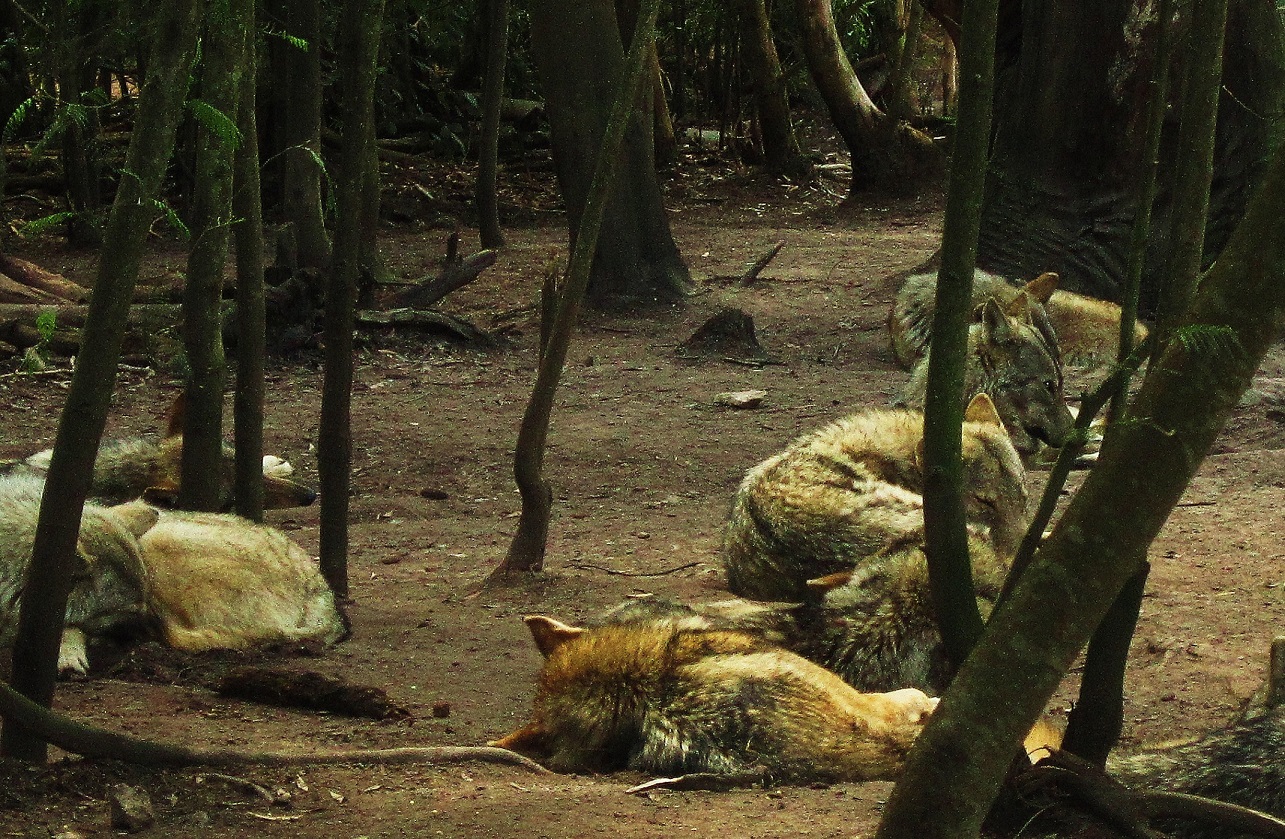 Lobos descansando en un bosque