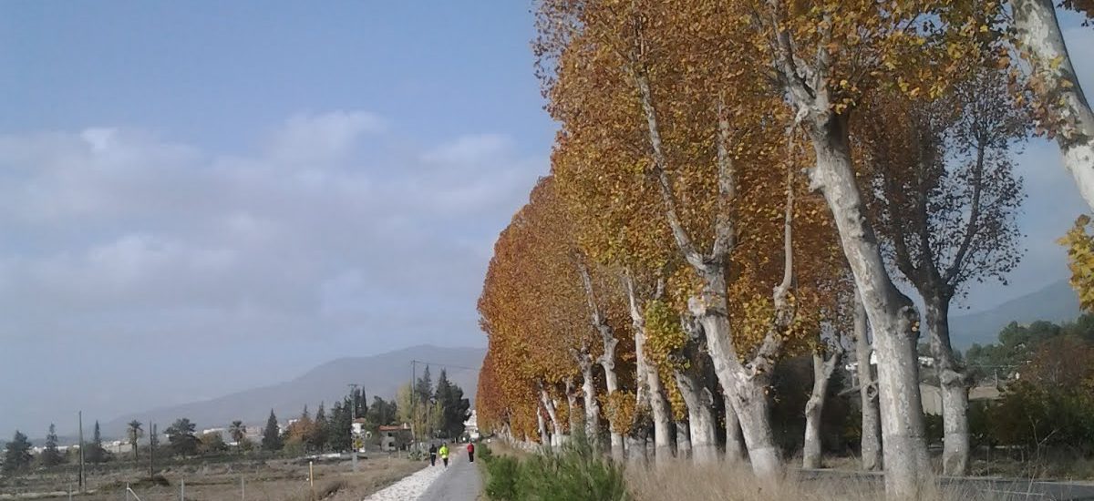 Árboles de hoja caduca junto a camino asfaltado