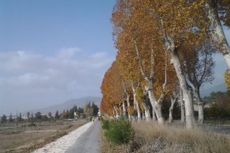 Árboles de hoja caduca junto a camino asfaltado