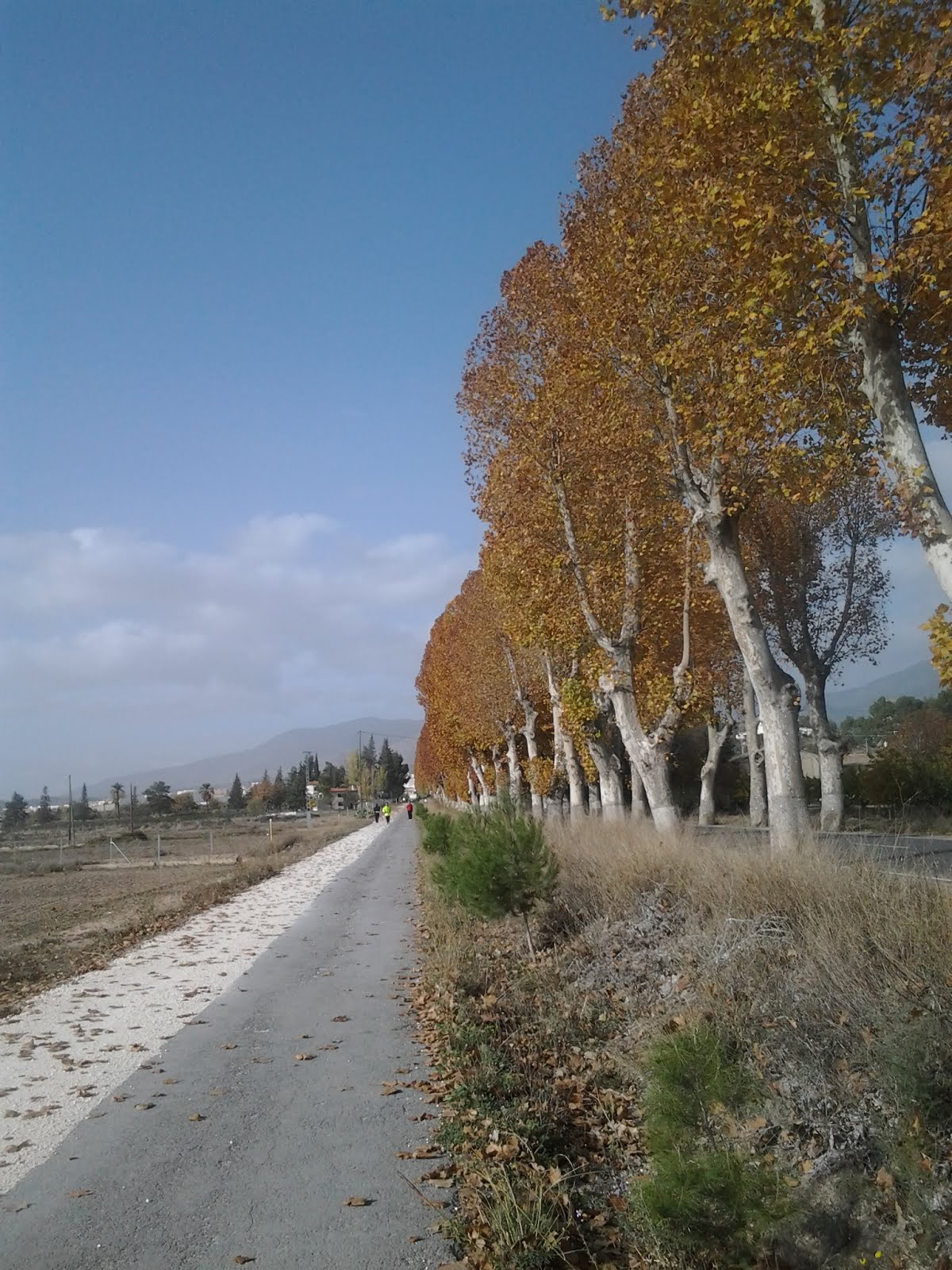 Árboles de hoja caduca junto a camino asfaltado