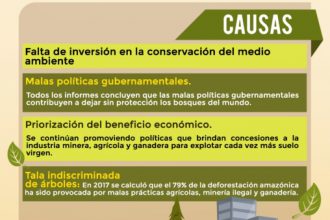 causas de la deforestación